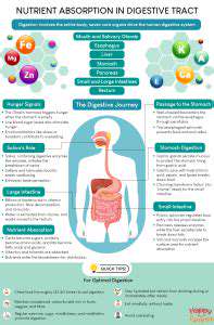 The Health Benefits of Fermented Foods