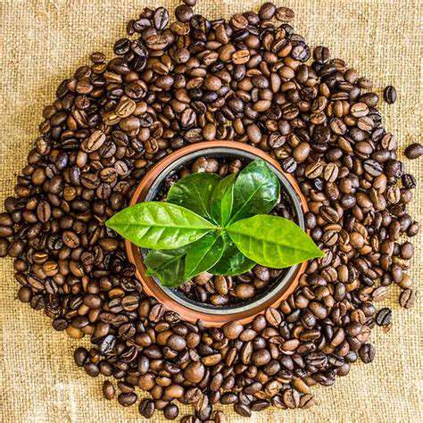 ChoosingEthicalandSustainableCoffeeBeans