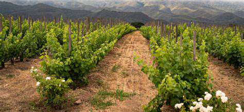 UnveilingtheVarietalExpressionsinNaturalWines