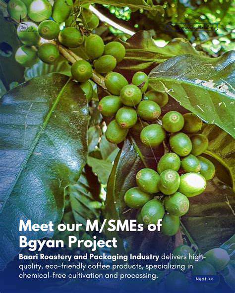 Sustainable Coffee Farming: From Bean to Brew